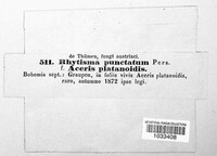 Rhytisma punctatum image